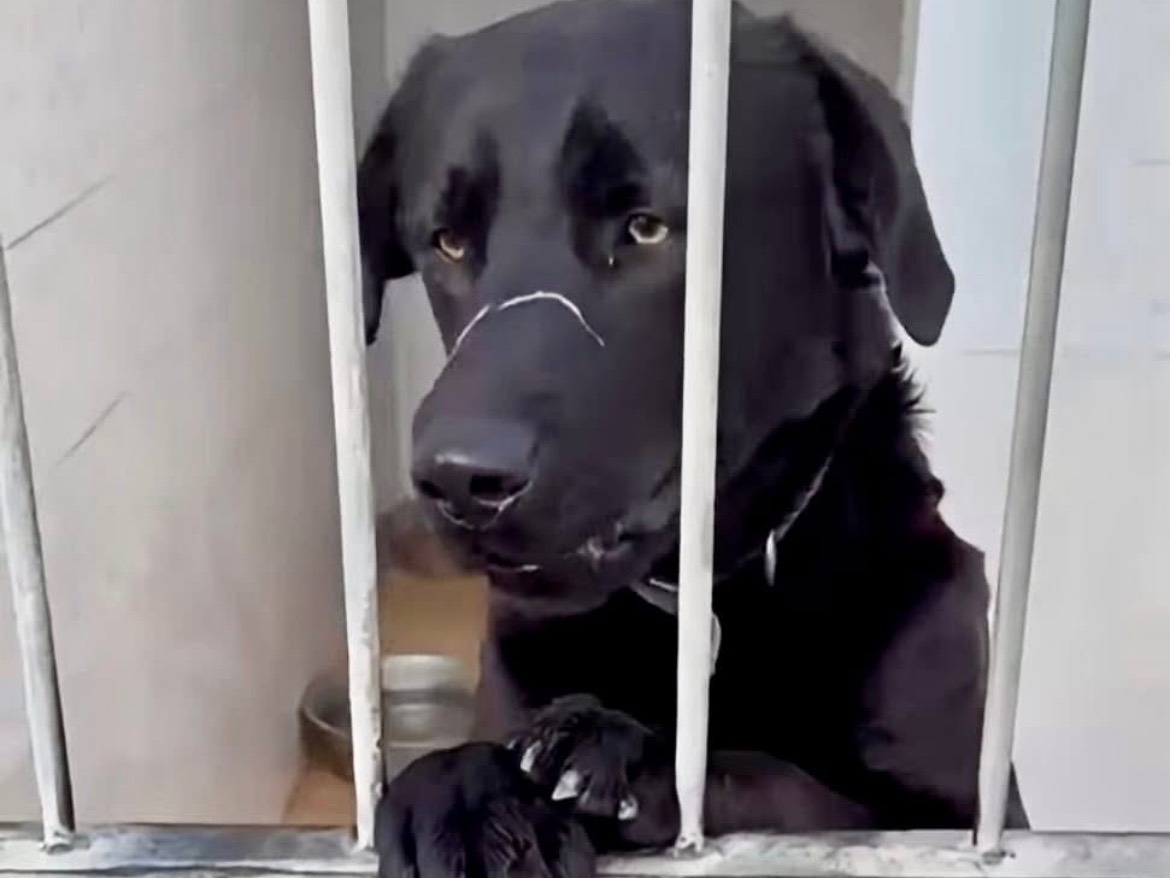 Adotta un cane, maschio, 2 anni e 2 mesi, Lecce