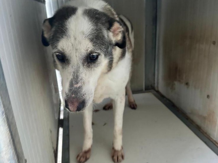 Adozione cane, maschio, Razza sconosciuta Razza sconosciuta, 9 anni e 4 mesi, taglia media contenuta, Latina