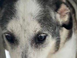 Adotta un cane, maschio, 9 anni e 4 mesi, Latina