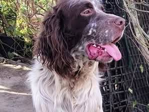 Adozione cane, maschio, Setter Inglese Razza sconosciuta, 4 anni e 6 mesi, taglia media, Milano