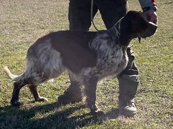 Adotta un cane, maschio, 4 anni e 6 mesi, Milano