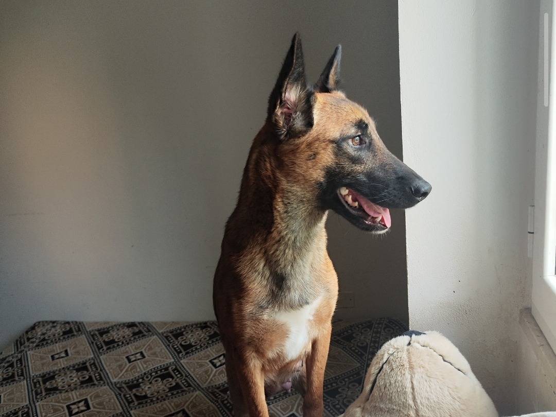 Adozione cane, femmina, Pastore Belga Malinois Razza sconosciuta, 3 anni, taglia media, Teramo