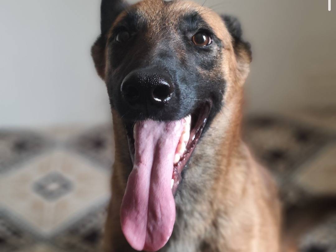 Adotta un cane, femmina, 3 anni, Teramo