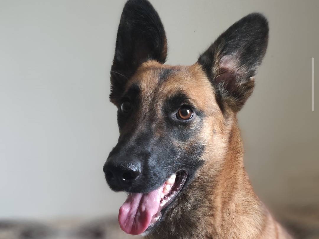 Vuoi adottare un cane a Teramo?