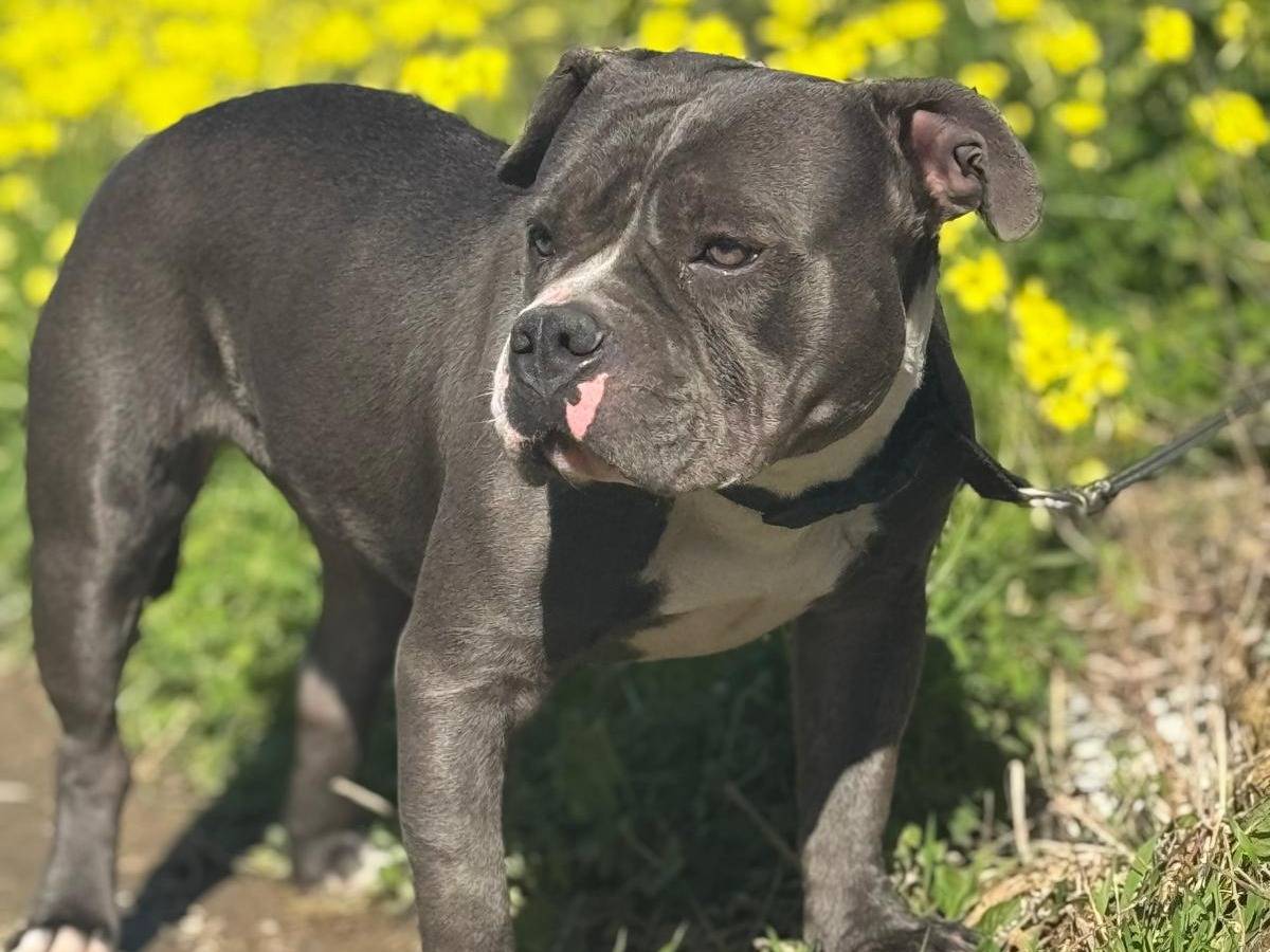 Vuoi adottare un cane a Palermo?