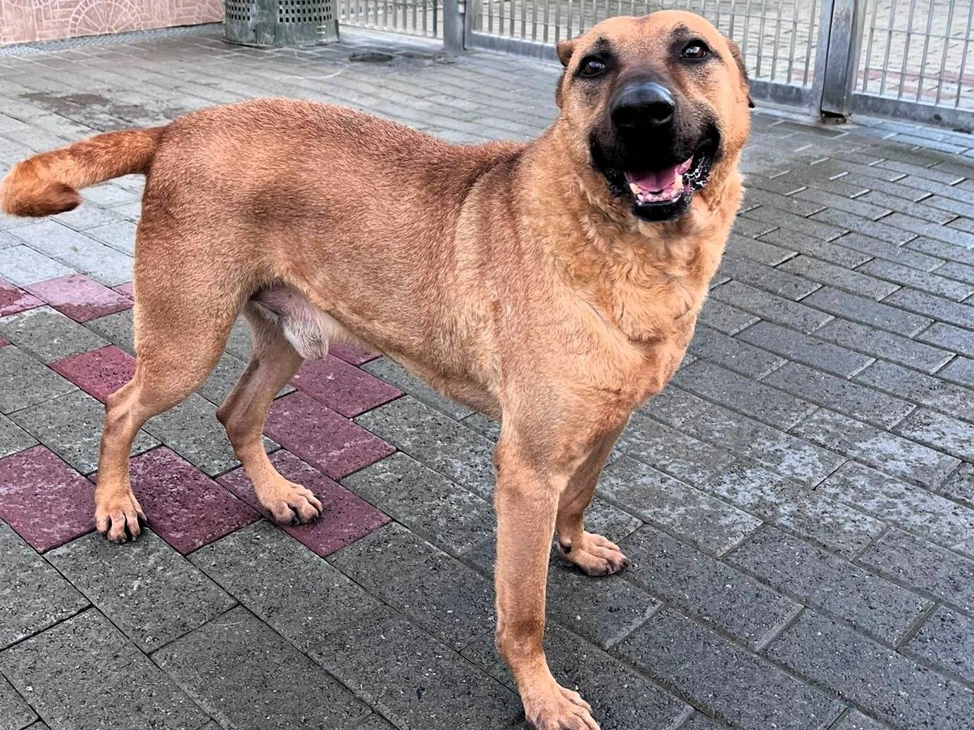 Adozione cane, maschio, Razza sconosciuta Razza sconosciuta, 8 anni e 6 mesi, taglia media, Milano