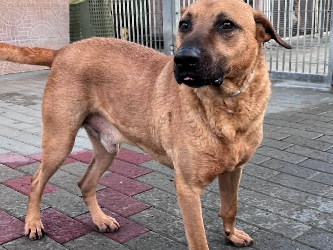 Adotta un cane, maschio, 8 anni e 6 mesi, Milano