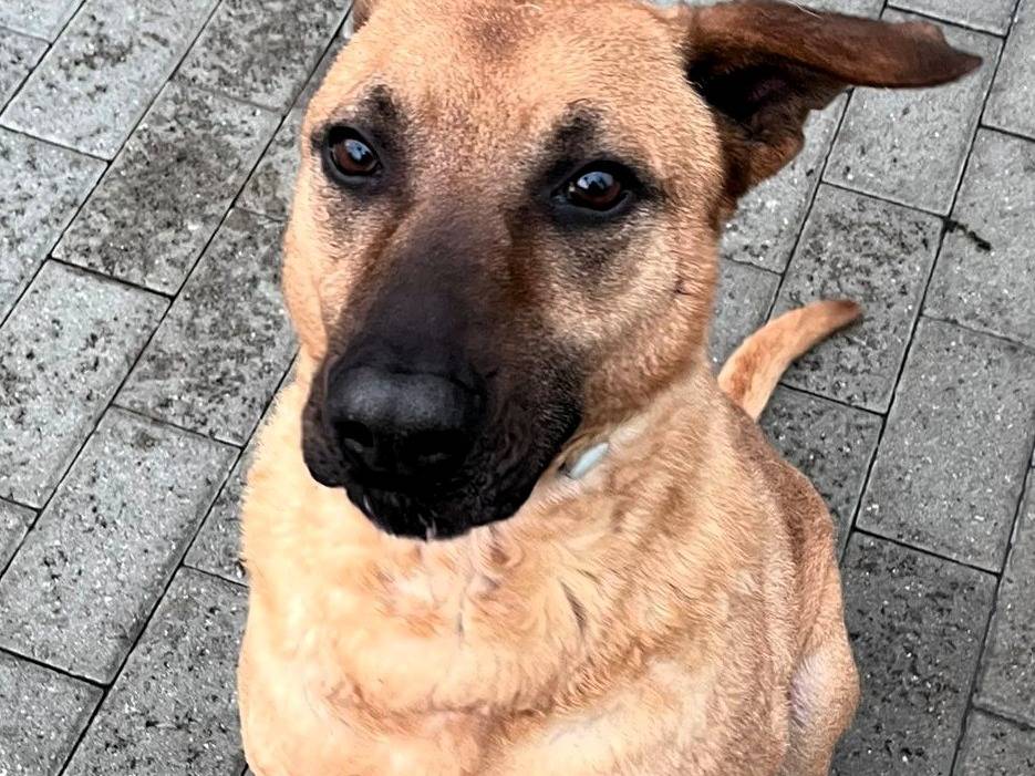 Adotta un cane, taglia media, maschio, Milano