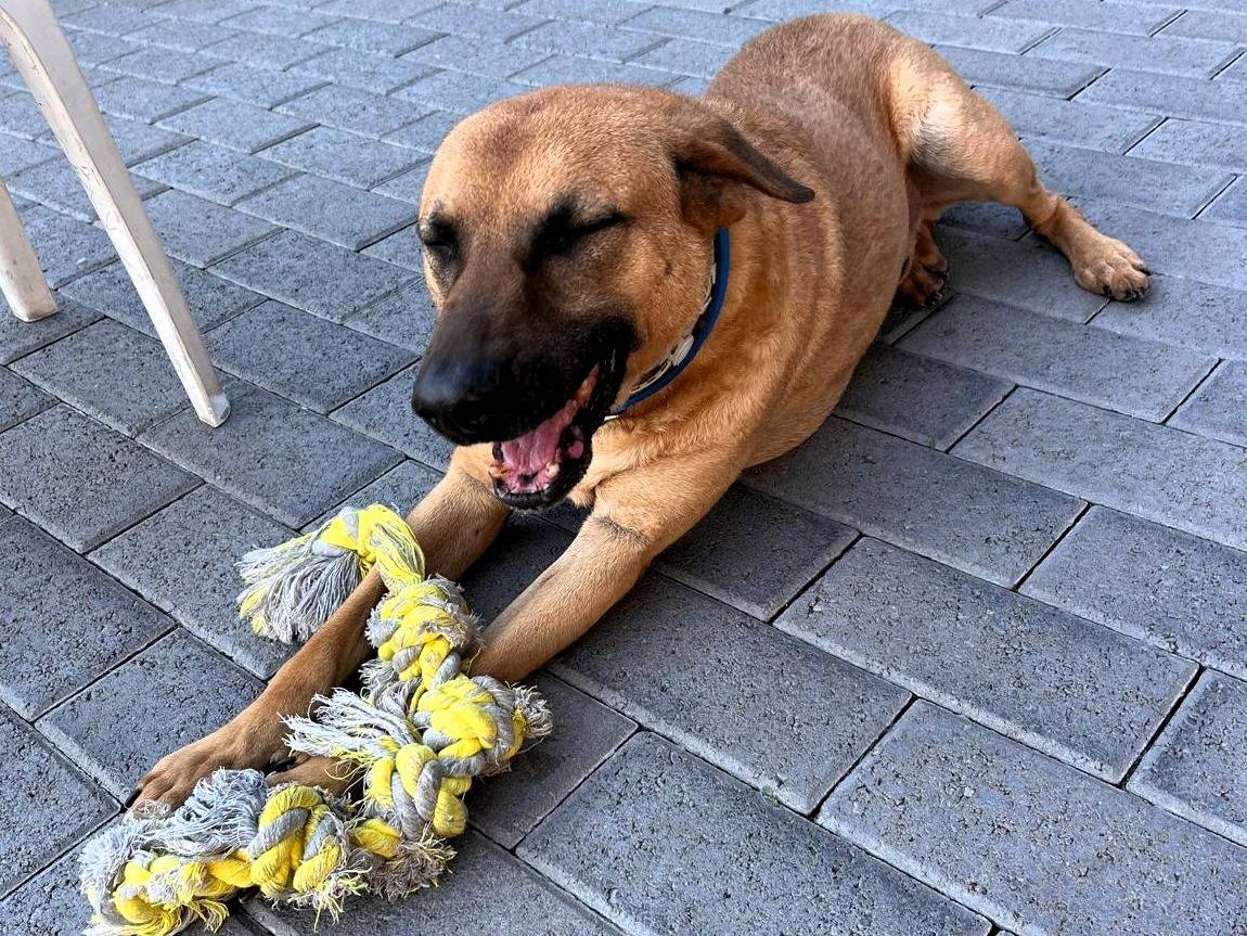Adotta il cane ARGO a Milano