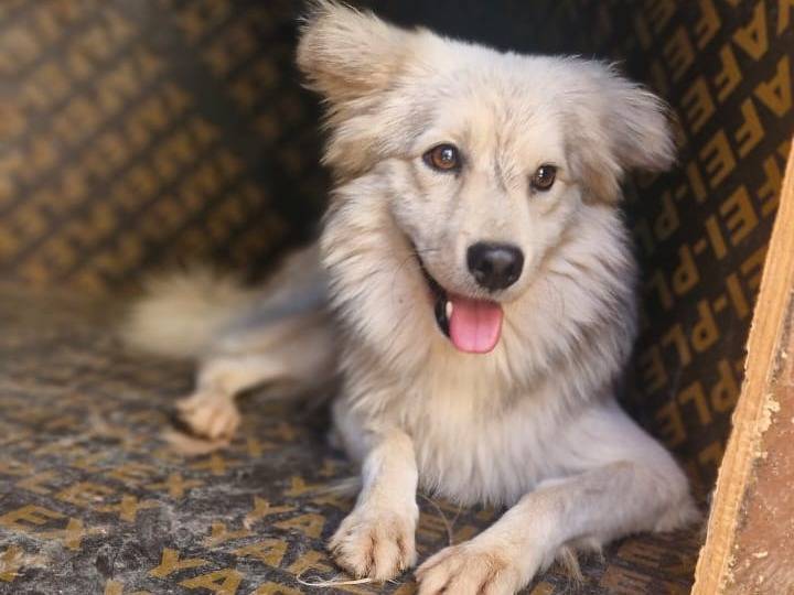 Adozione cane, maschio, Razza sconosciuta Razza sconosciuta, 3 anni, taglia piccola, Milano