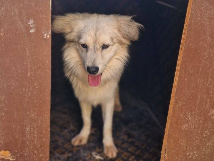 Adotta un cane, maschio, 3 anni, Milano