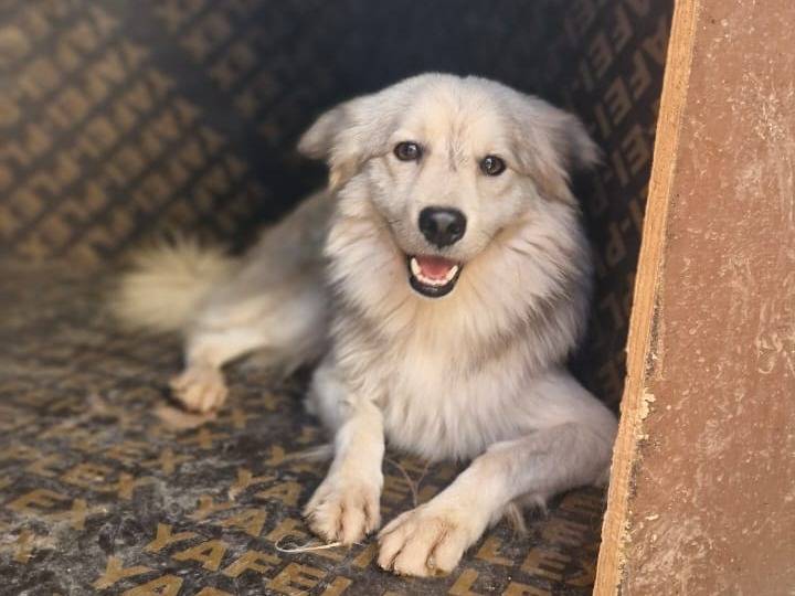 Adotta un cane, taglia piccola, maschio, Milano