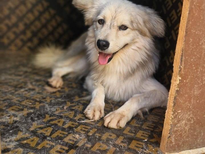 Vuoi adottare un cane a Milano?