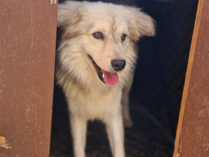 Adotta il cane Yorgo a Milano