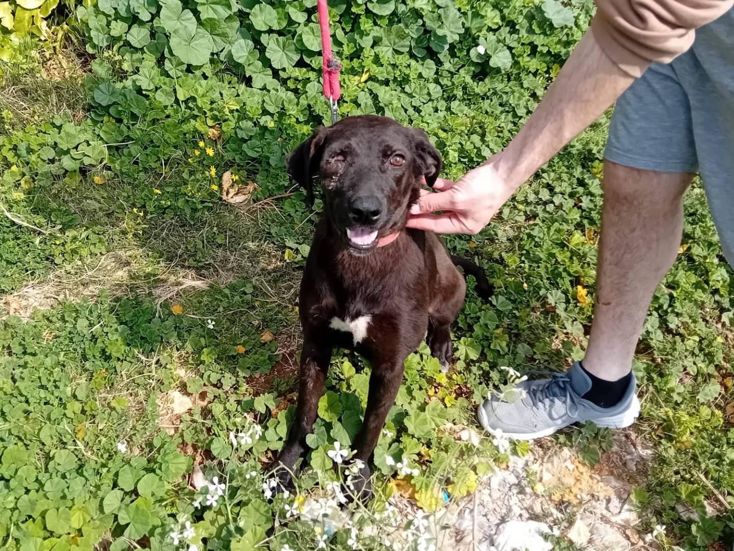 Adozione cane, femmina, Labrador Retriever Razza sconosciuta, 2 anni, taglia media, Milano