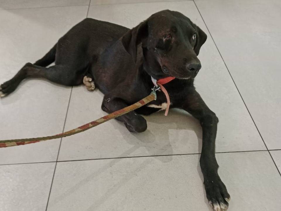 Adotta un cane, femmina, 2 anni, Milano