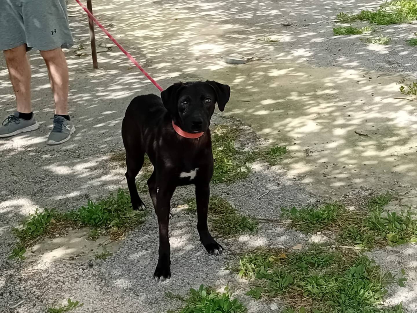 Vuoi adottare un cane a Milano?