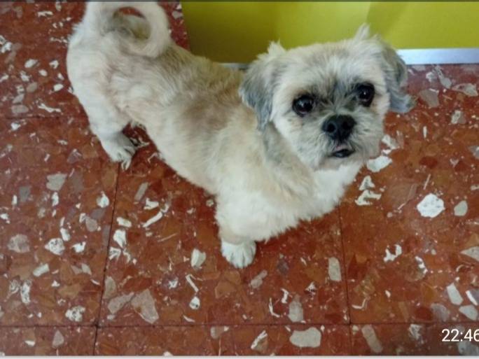 Adozione cane, maschio, Razza sconosciuta Razza sconosciuta, 11 anni e 2 mesi, taglia piccola, Roma