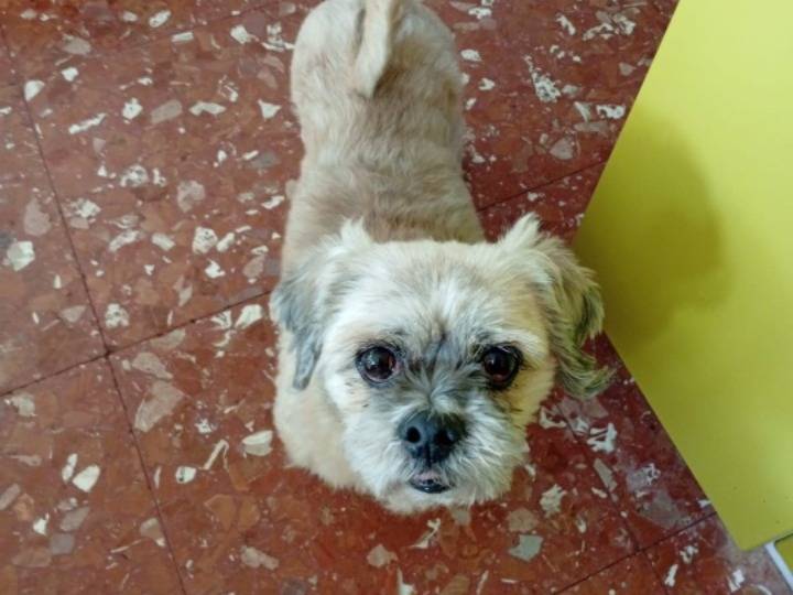 Adotta un cane, maschio, 11 anni e 2 mesi, Roma