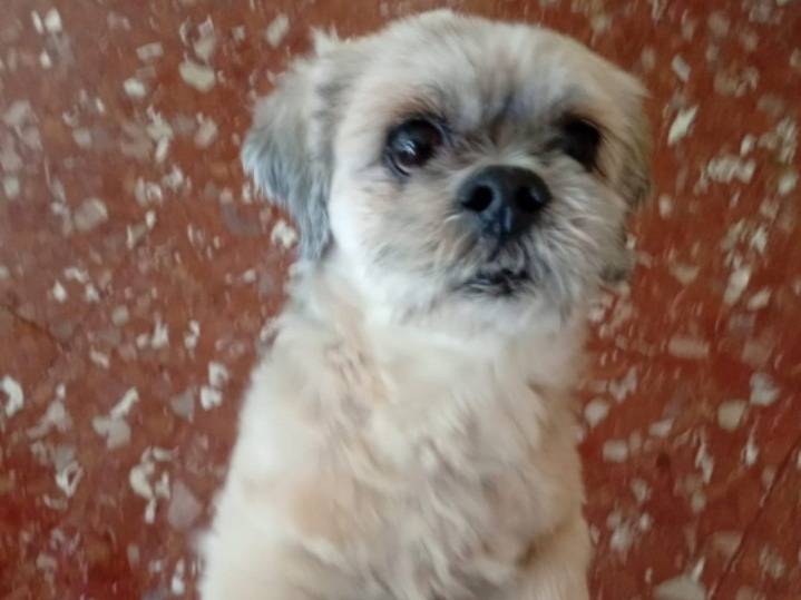 Adotta un cane, taglia piccola, maschio, Roma