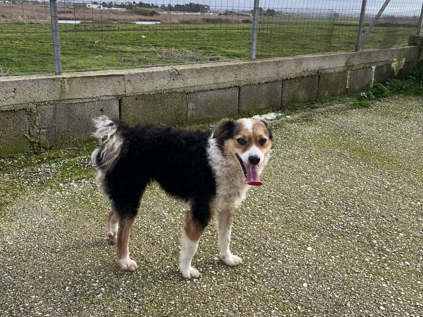 Adozione cane, maschio, Razza sconosciuta Razza sconosciuta, 2 anni e 1 mese, taglia media contenuta, Caserta