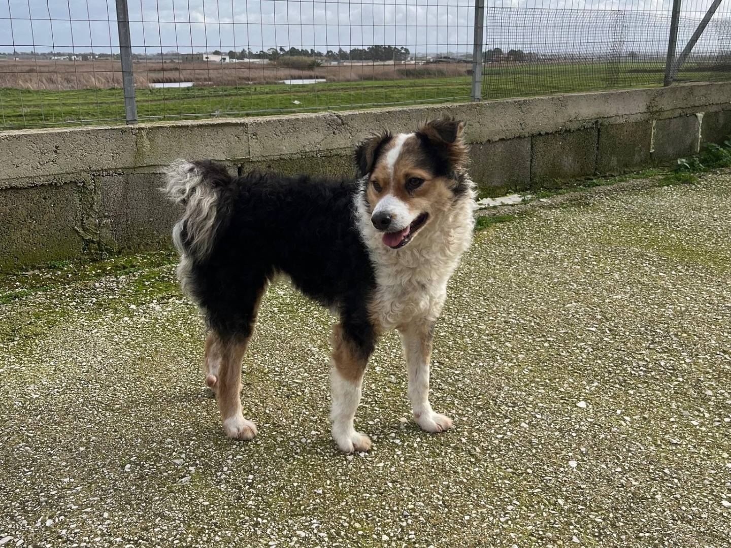 Adotta un cane, maschio, 2 anni e 1 mese, Caserta