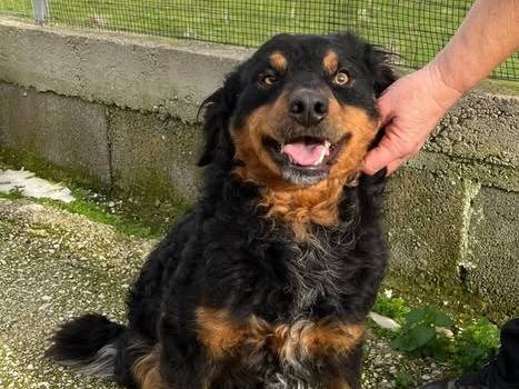 Adozione cane, femmina, Razza sconosciuta Razza sconosciuta, 2 anni e 2 mesi, taglia media contenuta, Caserta