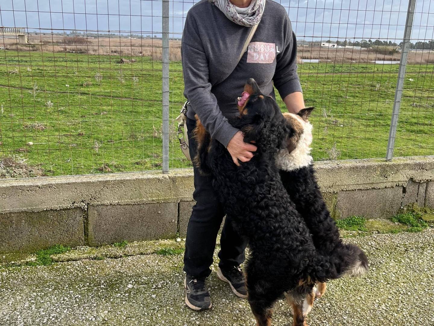 Vuoi adottare un cane a Caserta?