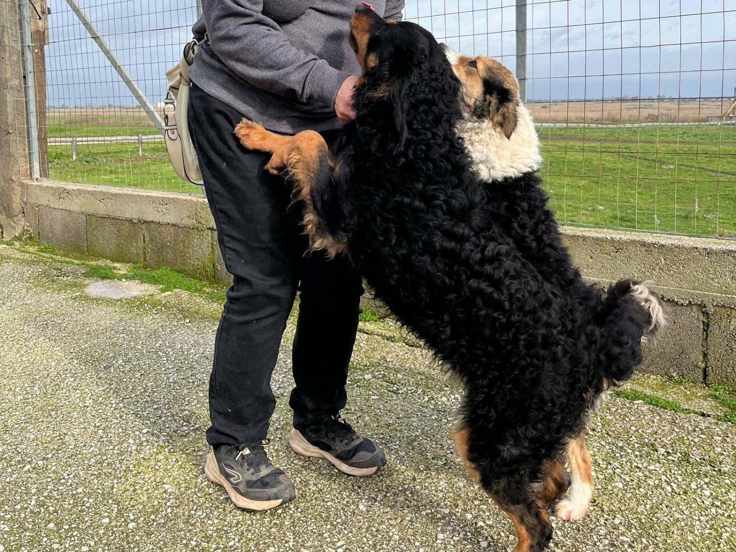 Adotta un cane, taglia media contenuta, maschio, Caserta