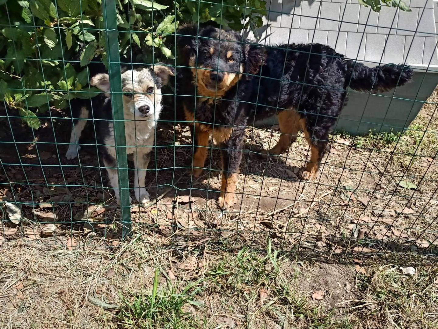 Vuoi adottare un cane a Caserta?