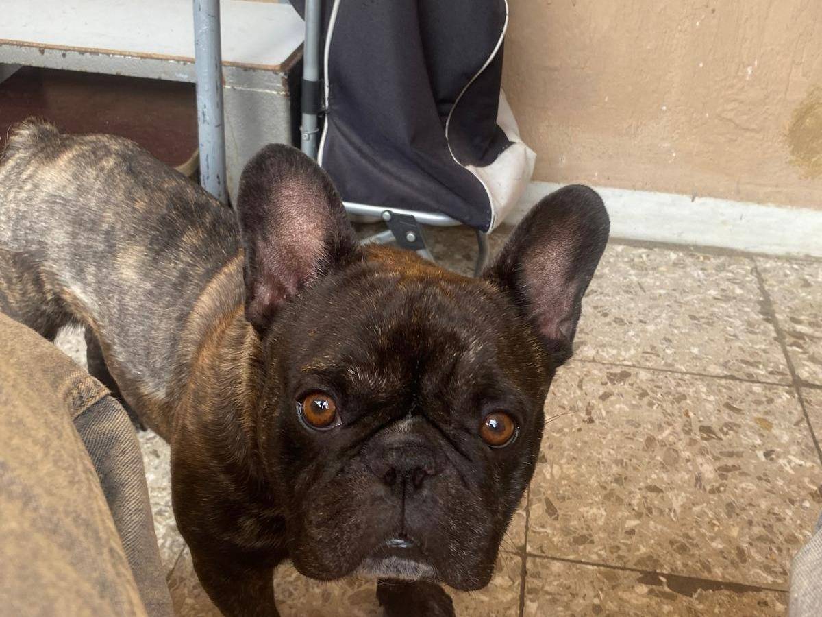 Adozione cane, maschio, Bulldog francese Razza sconosciuta, 5 anni, taglia piccola, Bari