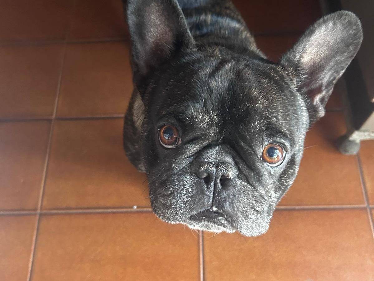 Vuoi adottare un cane a Bari?