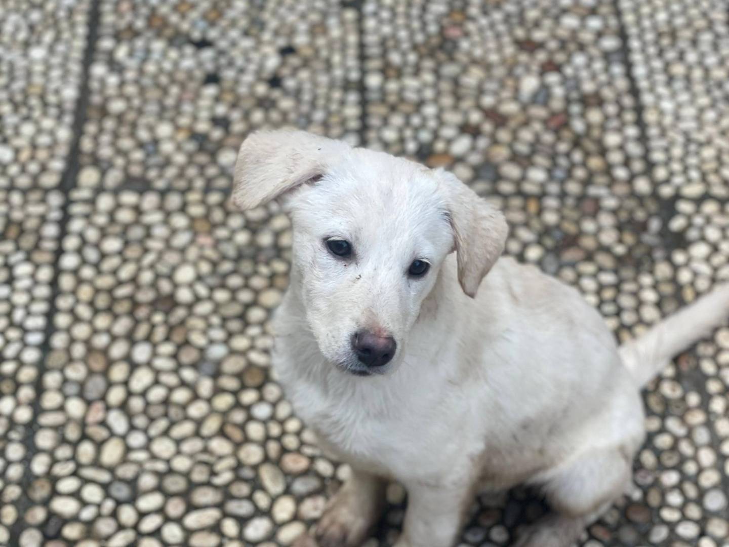 Adotta un cane, taglia piccola, femmina, Bari