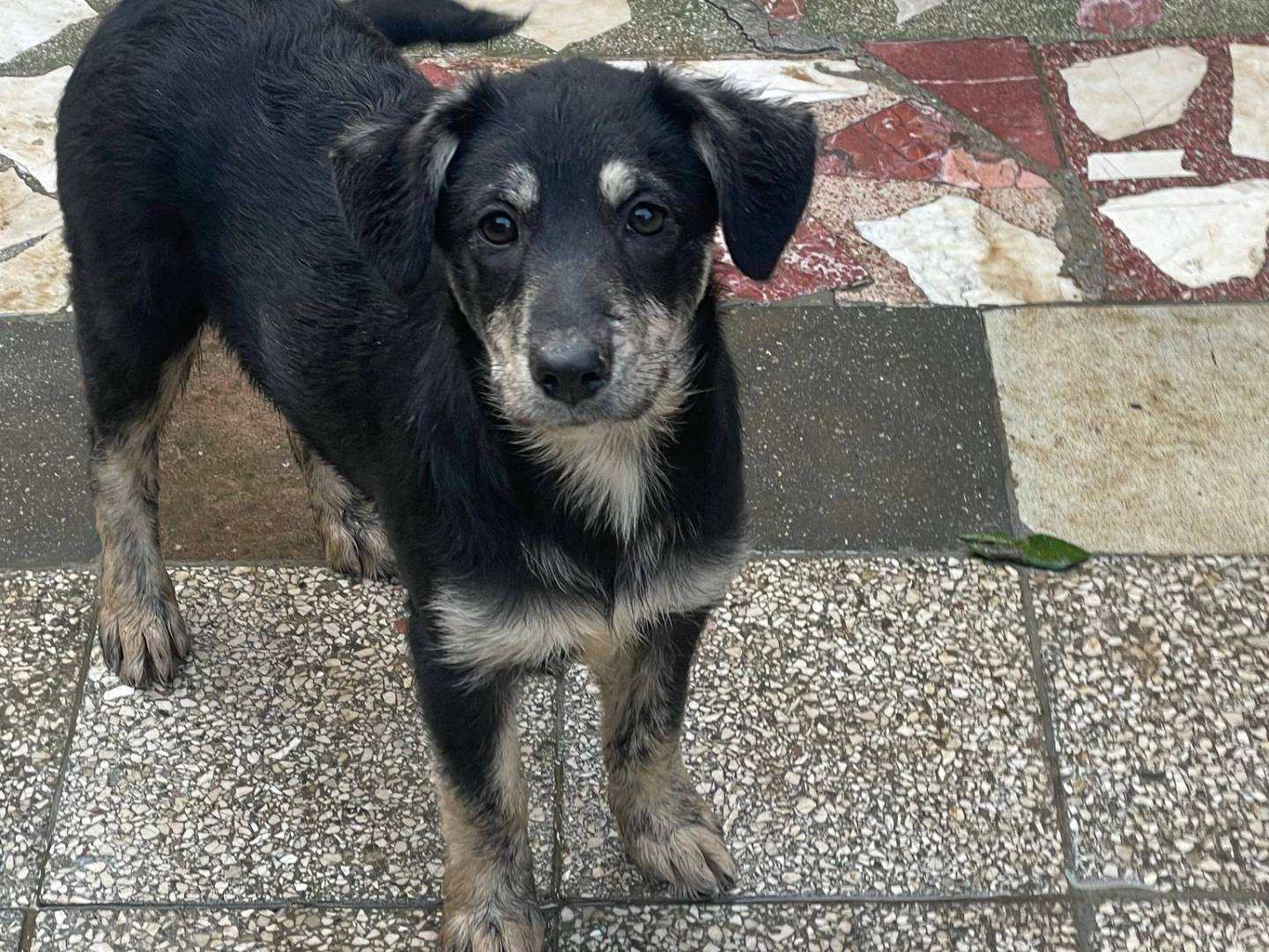 Vuoi adottare un cane a Bari?