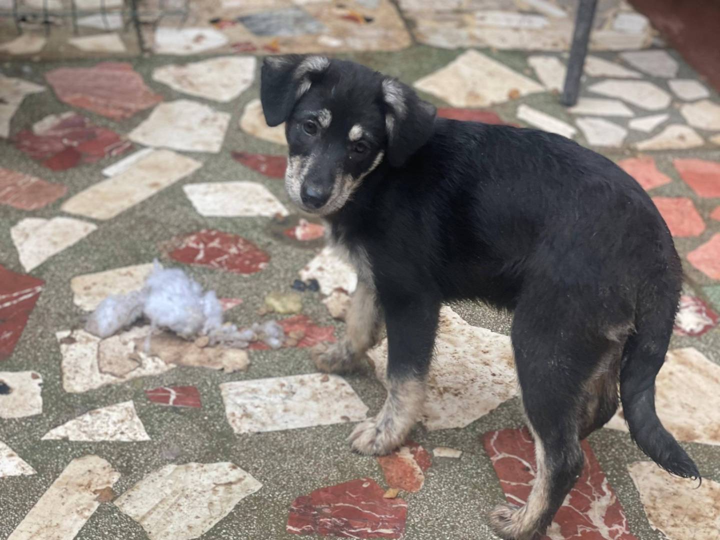 Adotta il cane Stella e Kira a Bari