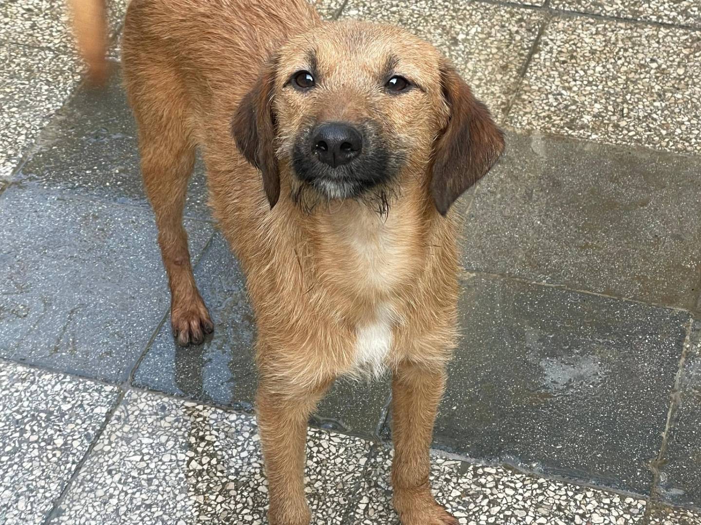 Adozione cane, maschio, Razza sconosciuta Razza sconosciuta, 6 mesi, taglia piccola, Bari