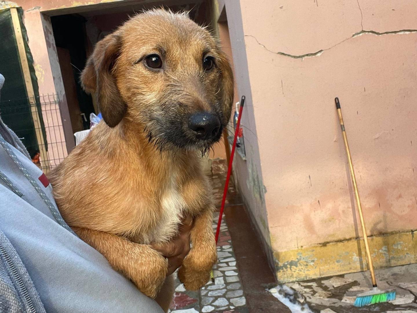 Adotta un cane, maschio, 6 mesi, Bari