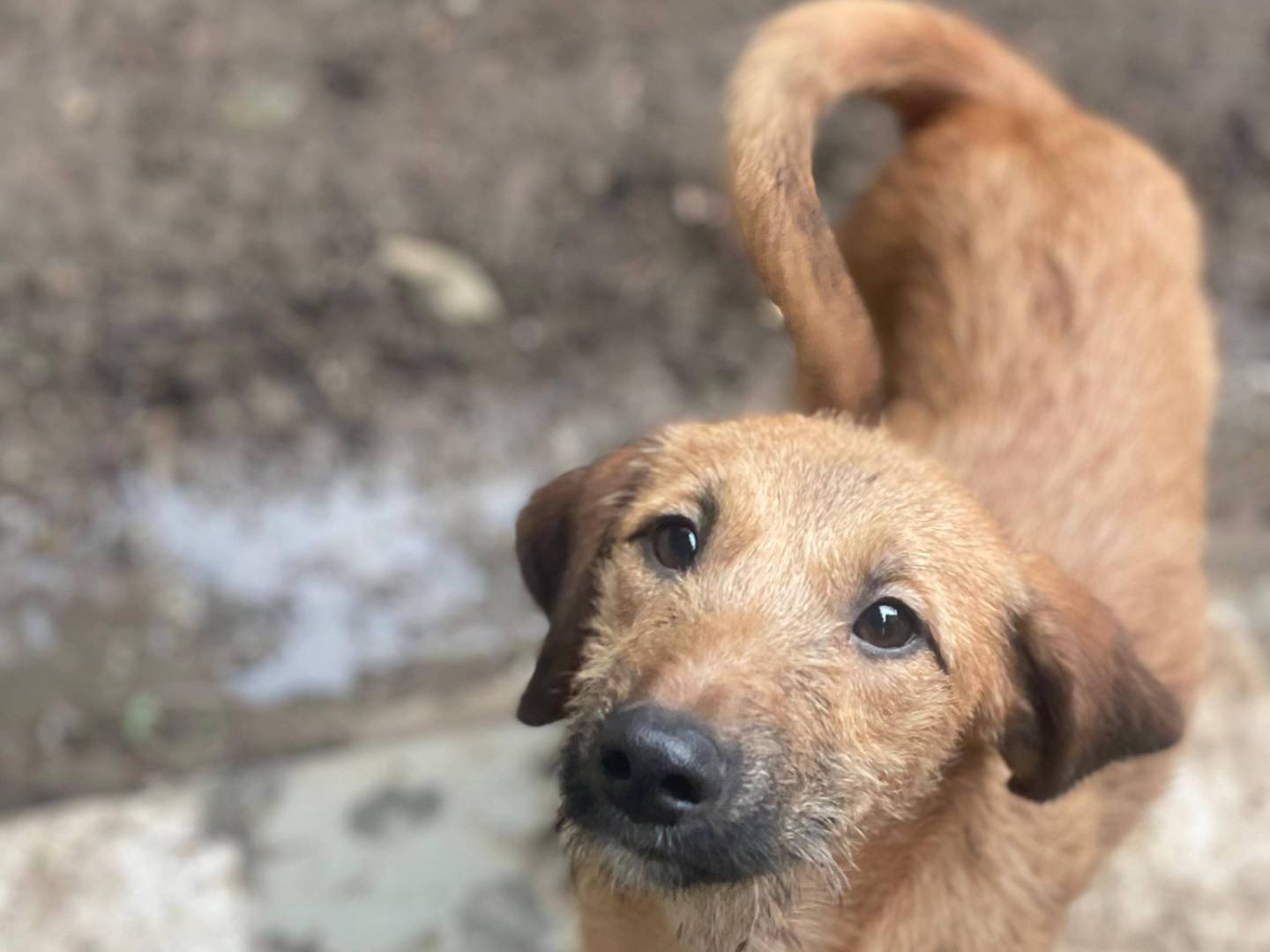 Adotta un cane, taglia piccola, maschio, Bari