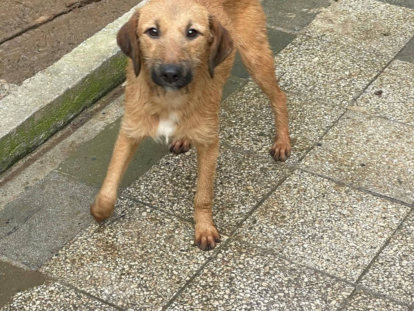 Vuoi adottare un cane a Bari?