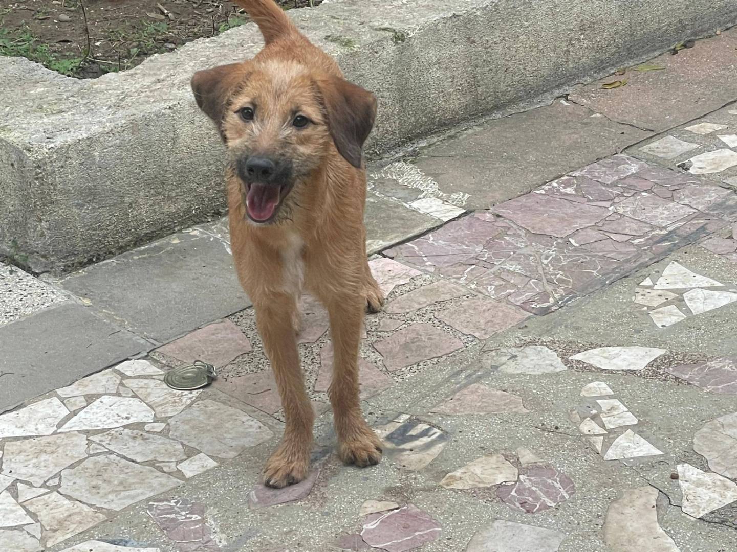 Adotta il cane Toby a Bari