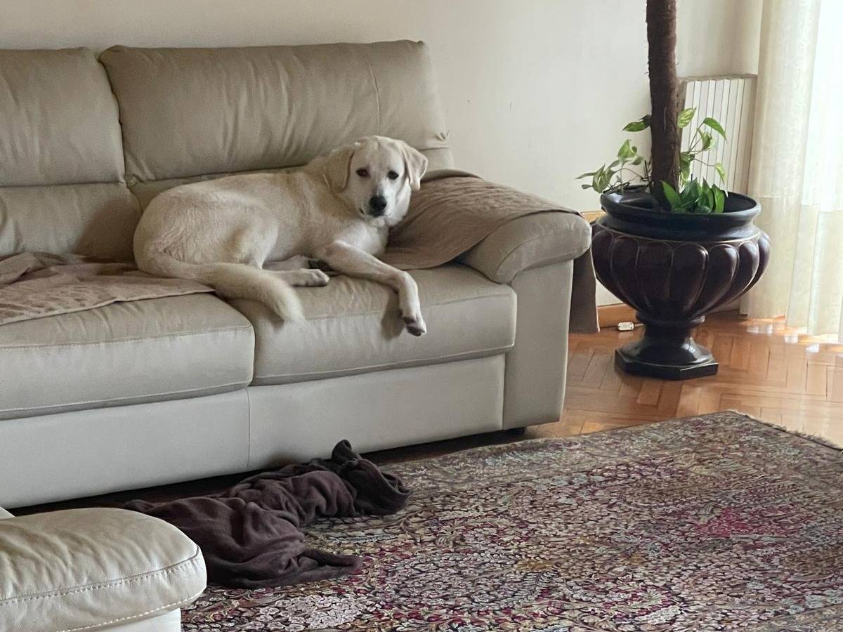 Adozione cane, maschio, Razza sconosciuta Razza sconosciuta, 3 mesi, taglia media, Palermo