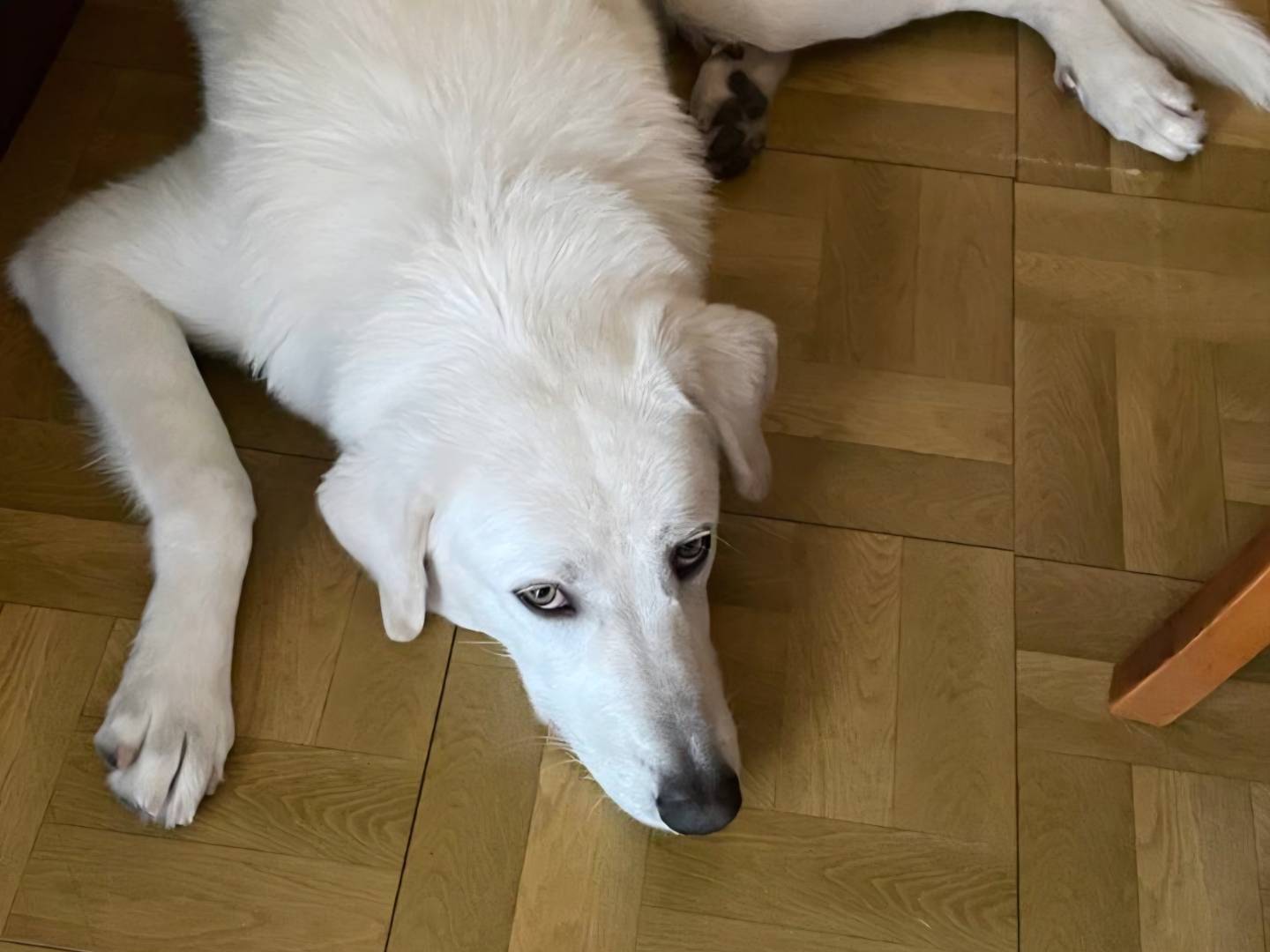 Adotta un cane, taglia media, maschio, Palermo