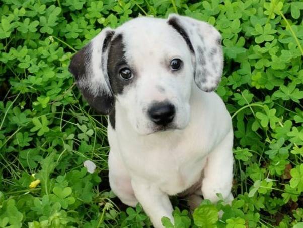 Adozione cane, femmina, Razza sconosciuta Razza sconosciuta, 3 mesi, taglia media, Varese