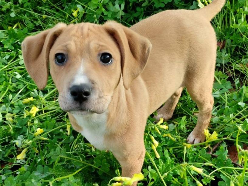 Adotta un cane, femmina, 3 mesi, Varese