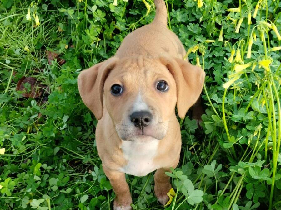 Vuoi adottare un cane a Varese?