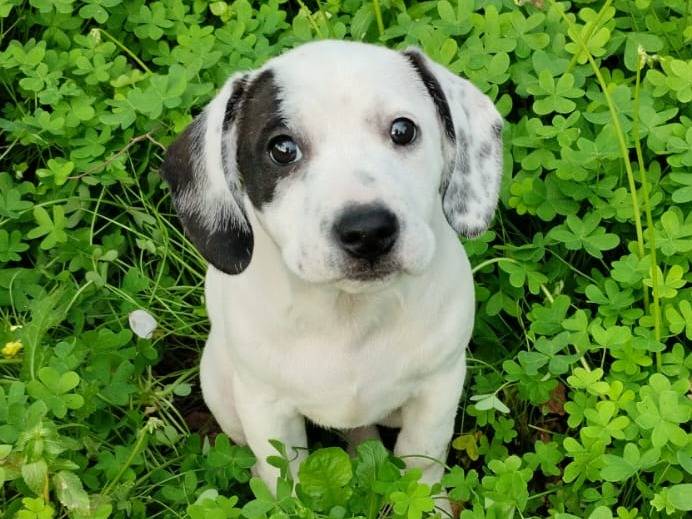 Adotta il cane DOLCISSIME SORELLINE  a Varese
