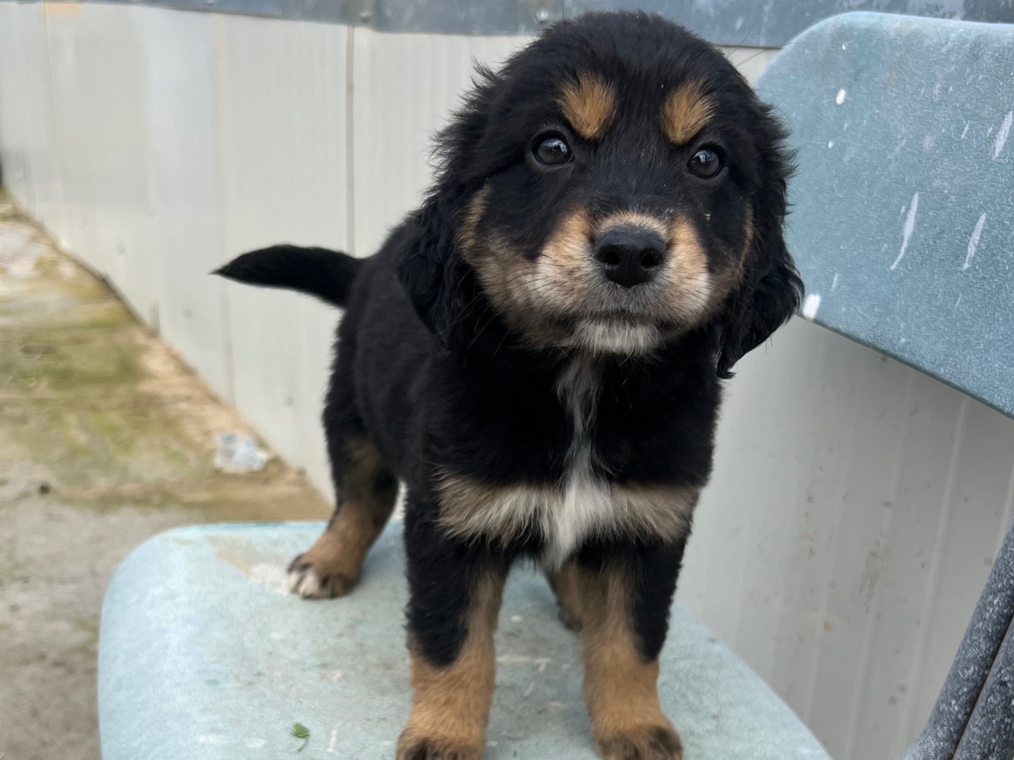 Adozione cane, maschio, Razza sconosciuta Razza sconosciuta, 3 mesi, taglia media, Enna