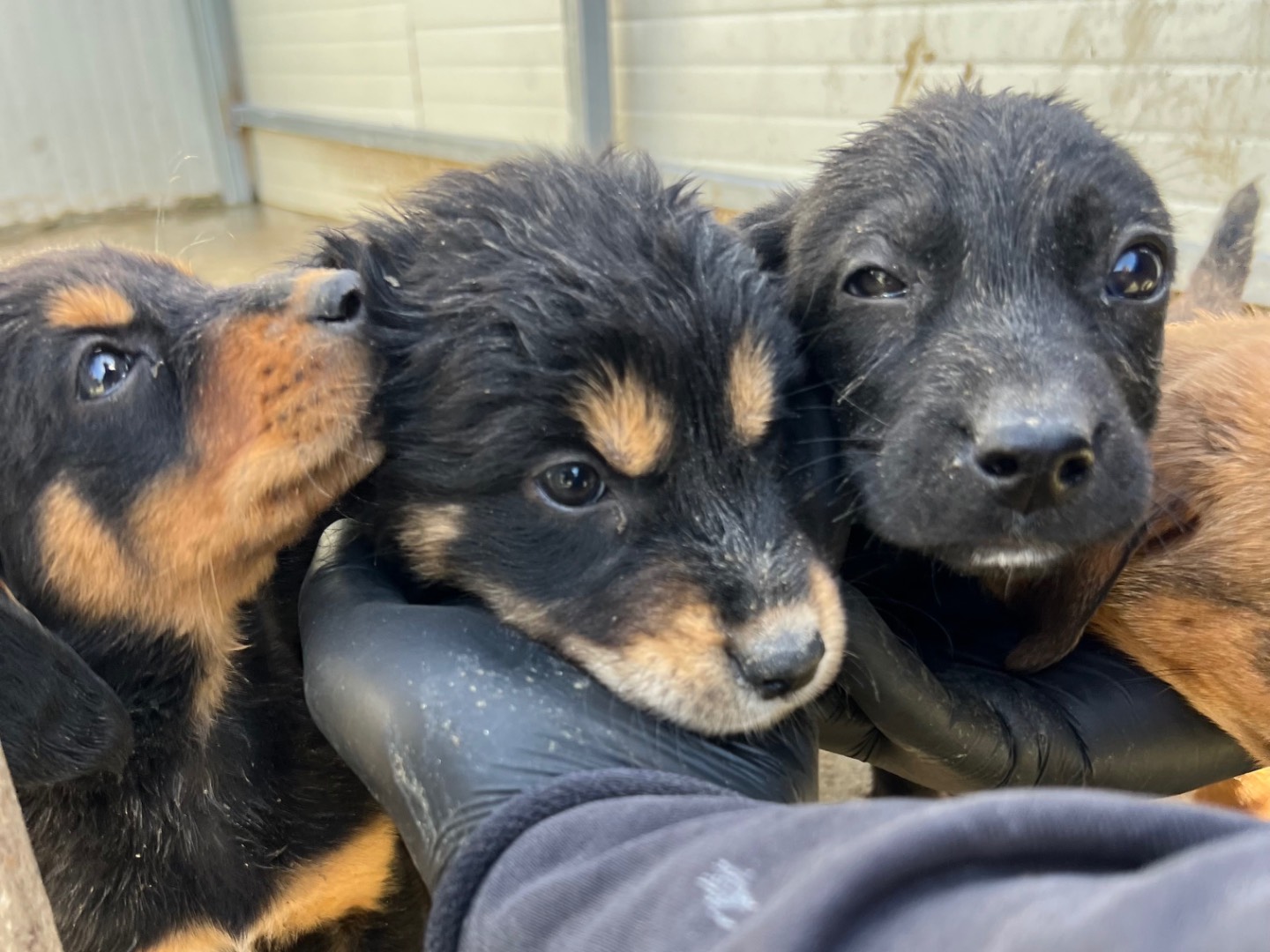 Adotta un cane, taglia media, maschio, Enna