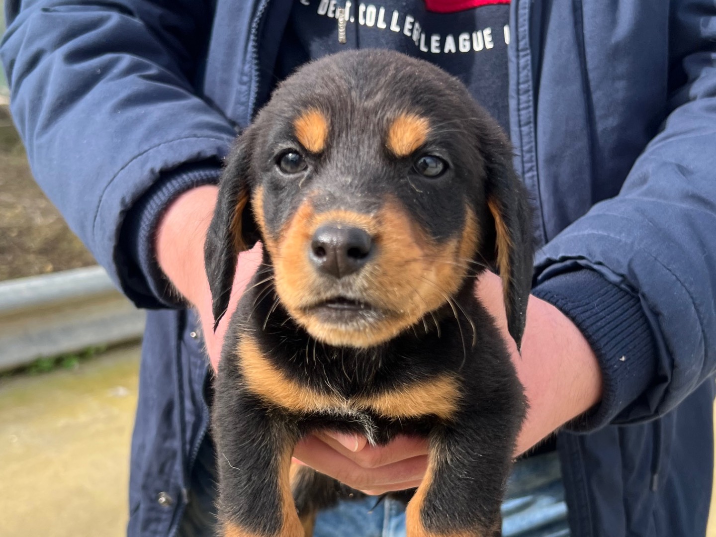 Adozione cane, femmina, Razza sconosciuta Razza sconosciuta, 3 mesi, taglia media, Enna