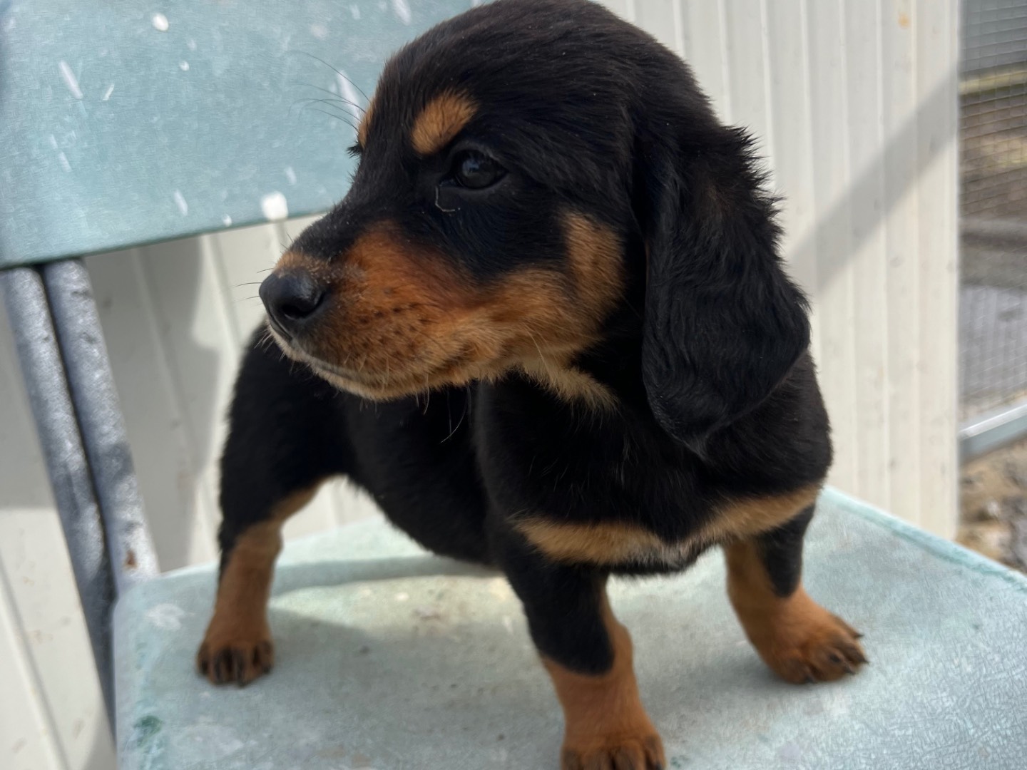 Adotta un cane, femmina, 3 mesi, Enna